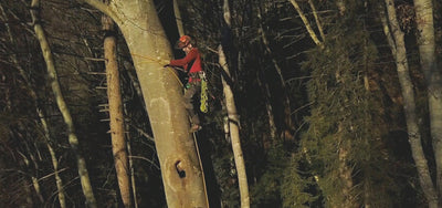 Arboriste grimpeur : un métier dédié au soin des arbres