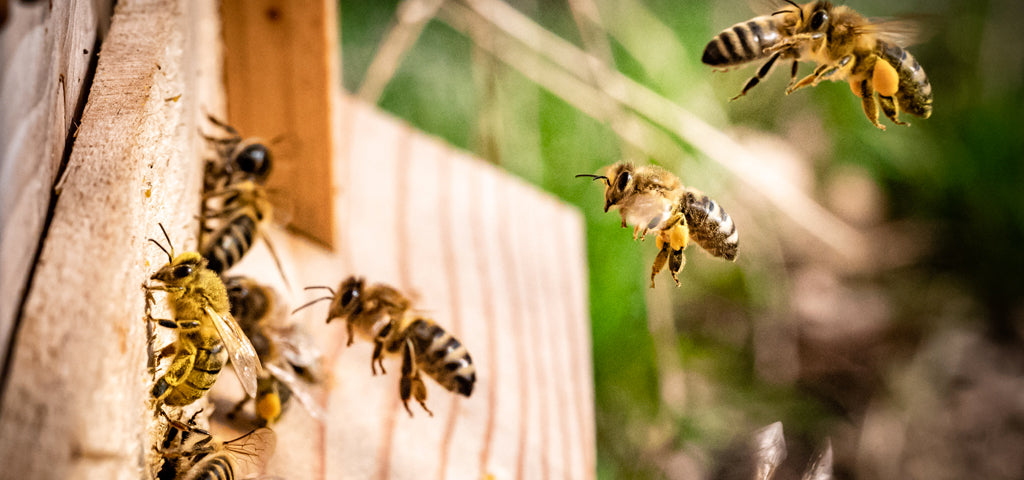 BBBzzz… les abeilles sont les reines de nos forêts