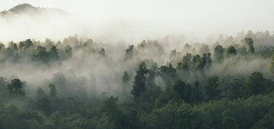 Le groupement forestier des Agittes, notre premier partenaire