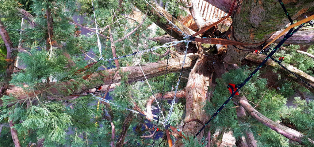 Le haubanage, un soin essentiel pour sécuriser un arbre fragile