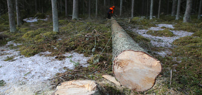 Forestier-bûcheron : un métier essentiel pour nos forêts