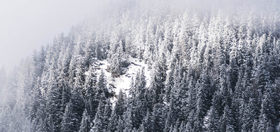 Notre Suisse et ses arbres